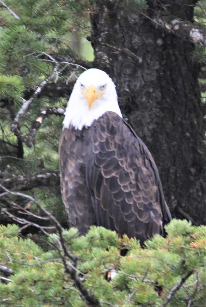 Bald eagle