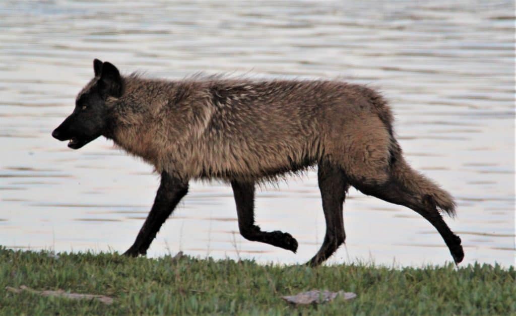 Wolf near Yellowstone lake