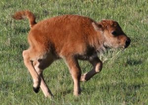 Buffalo calf