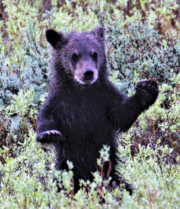 bear cub standing