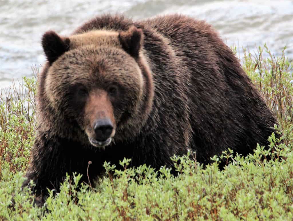 Bear in Yellowstone NP