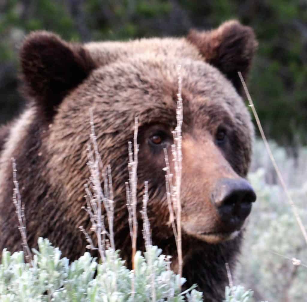 Close up of brown bear