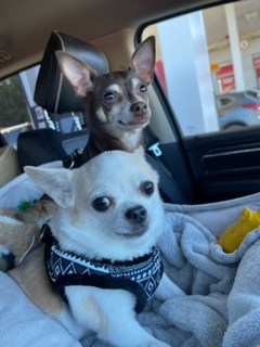 two dogs in RV seat