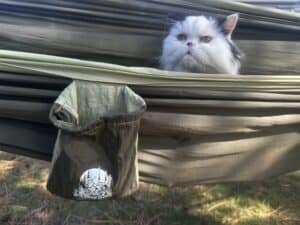 Cat in a hammock
