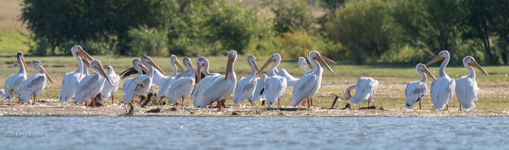 Pelicans