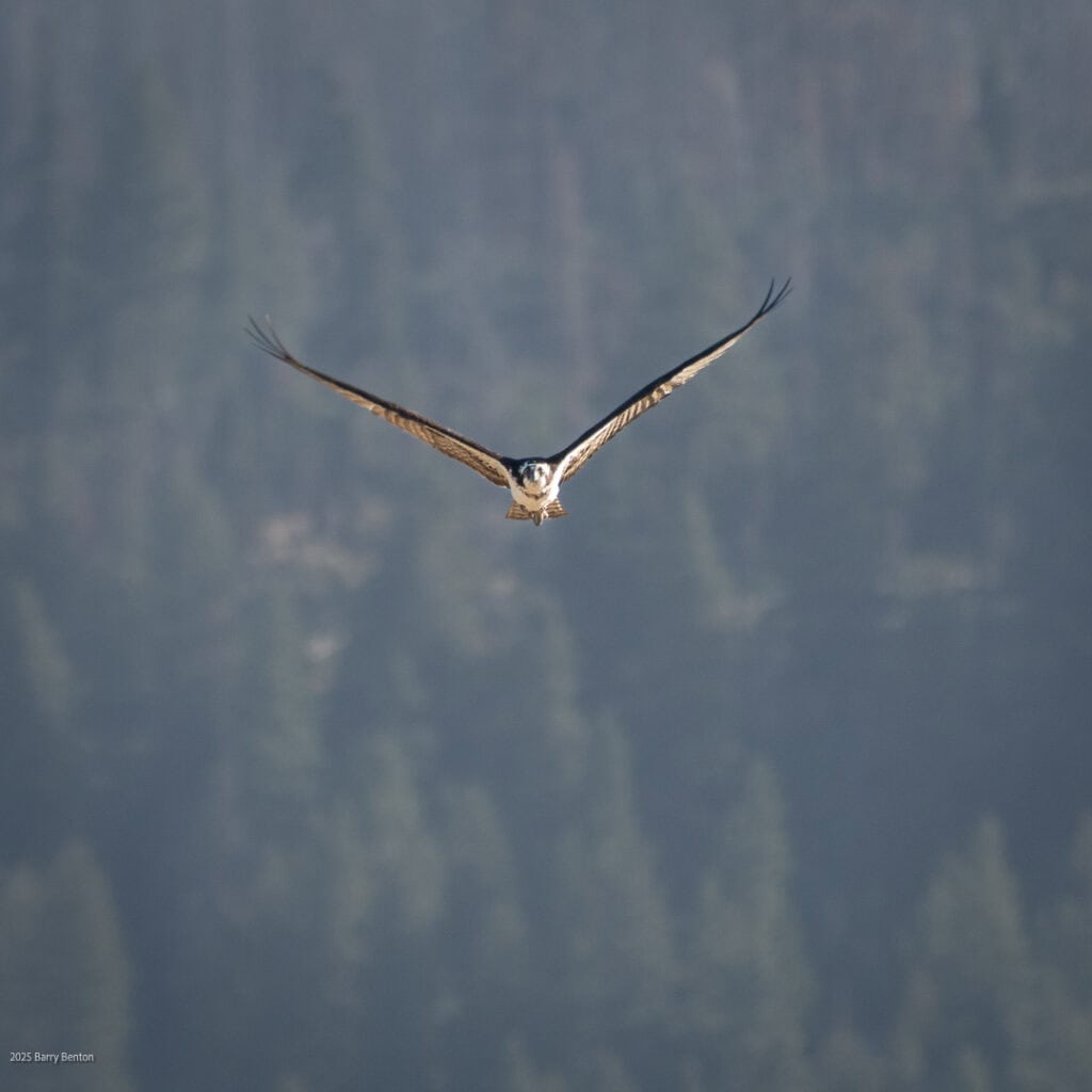 Osprey in flight